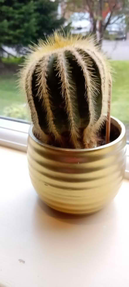 Photo of free Small Cactus (FK9 Bridge of Allan) #1