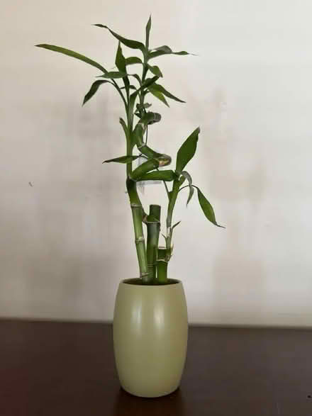 Photo of free Bamboo plant (Rancho Rinconada, Cupertino) #1