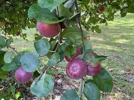Photo of free Spartan apples just ripe (EYE IP23) #2