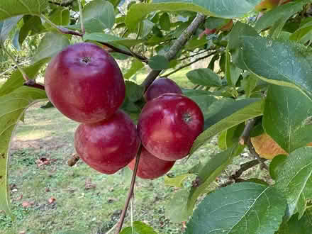Photo of free Spartan apples just ripe (EYE IP23) #3