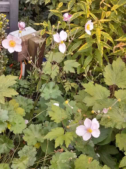 Photo of free Japanese Anemonies (Huddersfield HD2, UK) #1