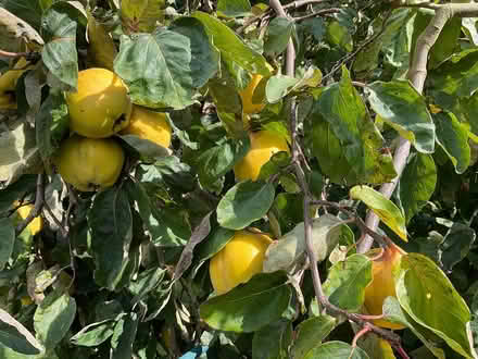 Photo of free Quinces (EYE IP23) #4