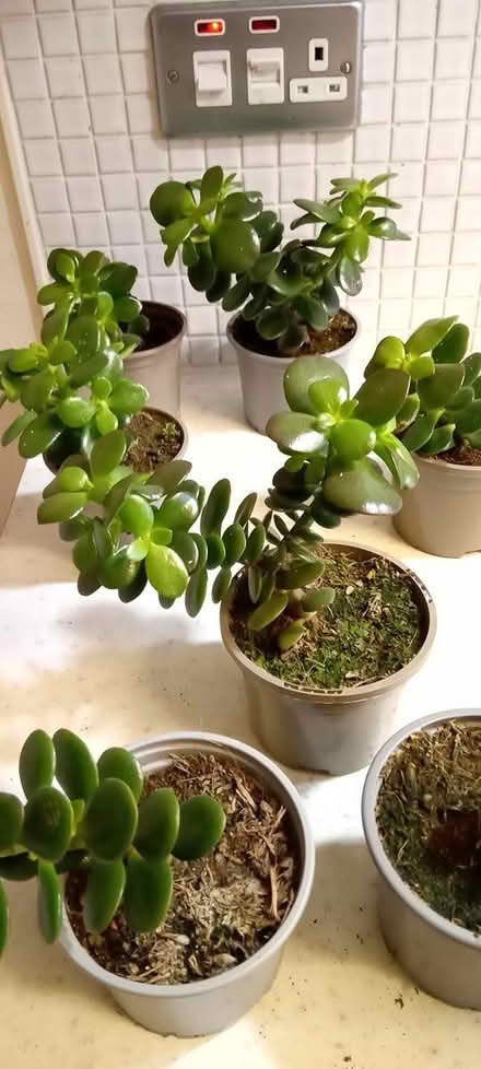 Photo of free Potted Succulent Plants (FK9 Bridge of Allan) #2