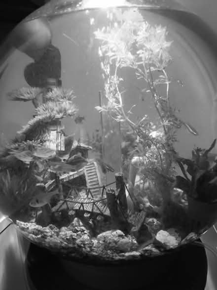 Photo of Mannequin (TN40 2HJ) #1