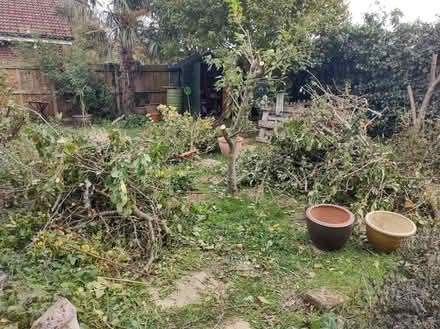 Photo of free Brash (Bungay NR35) #1