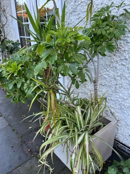 Photo of free Indoor plants (Hitchin Herts) #2