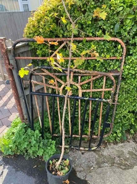Photo of free Two trees (goat willow & field maple) in pots (Lightpill GL5) #3
