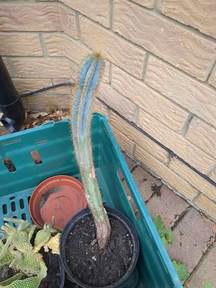 Photo of free Various cacti (Liphook GU30) #3