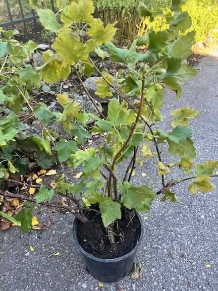 Photo of free Josta bushes (Finch and Senlac) #1