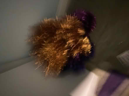 Photo of free Tinsel (NW10) #1