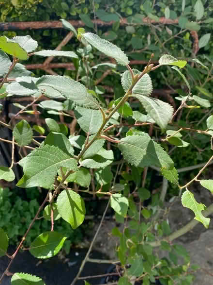 Photo of free Two trees (goat willow & field maple) in pots (Lightpill GL5) #2
