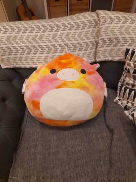 Photo of free Squashimal Teddy (Dublin) #2