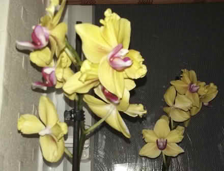 Photo of free orchid / yellow (Central Preston PR2) #1