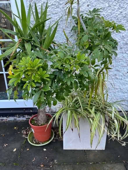 Photo of free Indoor plants (Hitchin Herts) #1