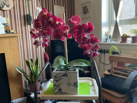 Photo of free Realistic Faux Moth Orchid (Walker NE6) #1