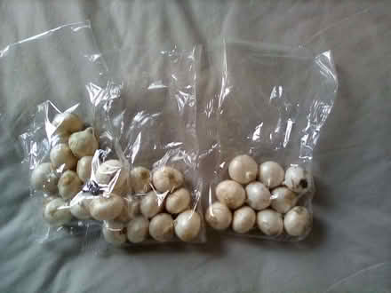 Photo of free Bulbs (Riverside FK8) #1