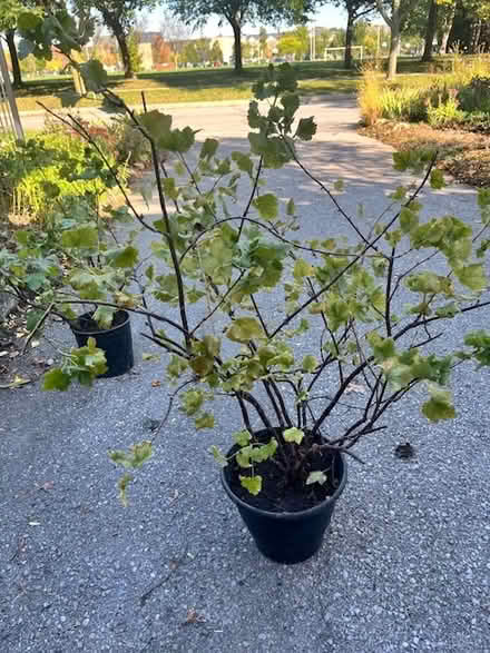 Photo of free Josta bushes (Finch and Senlac) #2