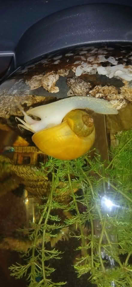 Photo of Christmas tree (TN40) #1