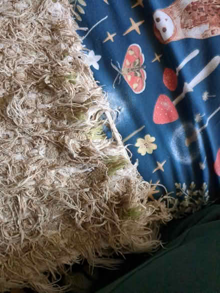 Photo of free Rug (Belper DE56) #2
