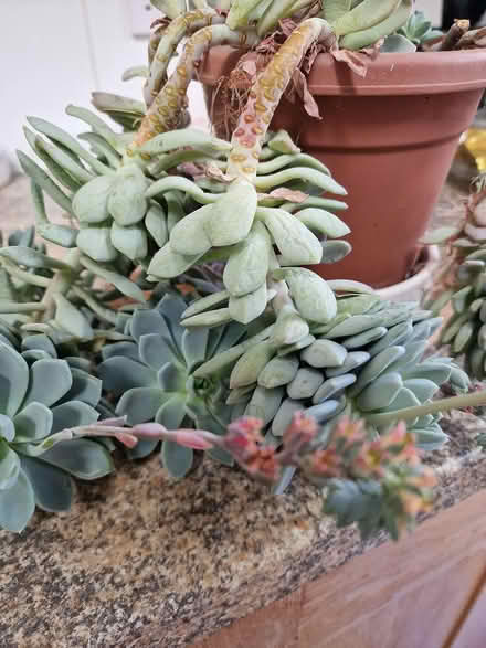 Photo of free Plant (Bootle L20) #2