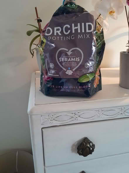 Photo of free Orchid plants (Southsea PO5 1HW) #3