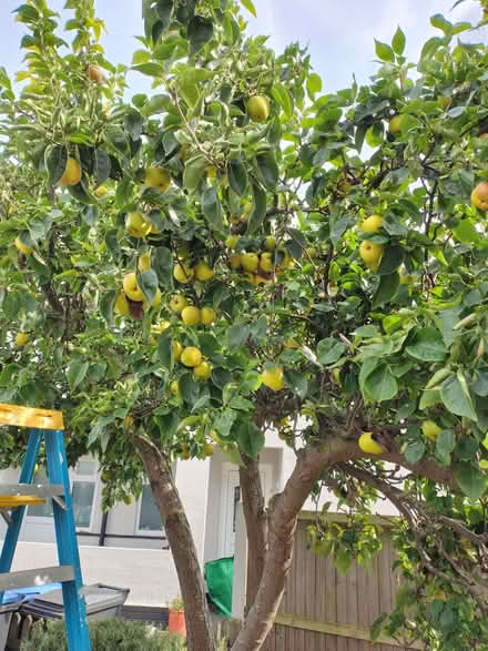 Photo of free Asian Pears - Last Chance! (CT12) #2