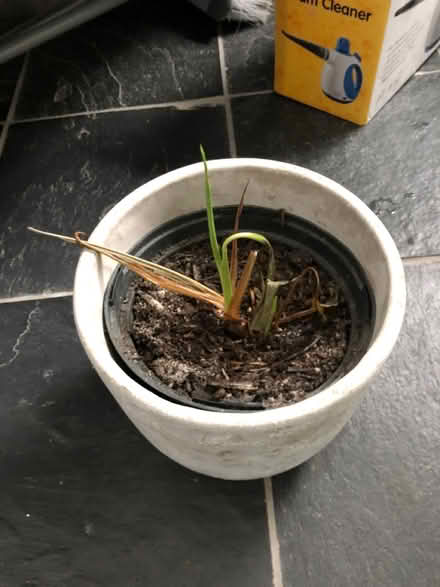 Photo of free Grey medium plant pot (Essex Road N1) #2