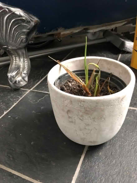 Photo of free Grey medium plant pot (Essex Road N1) #1