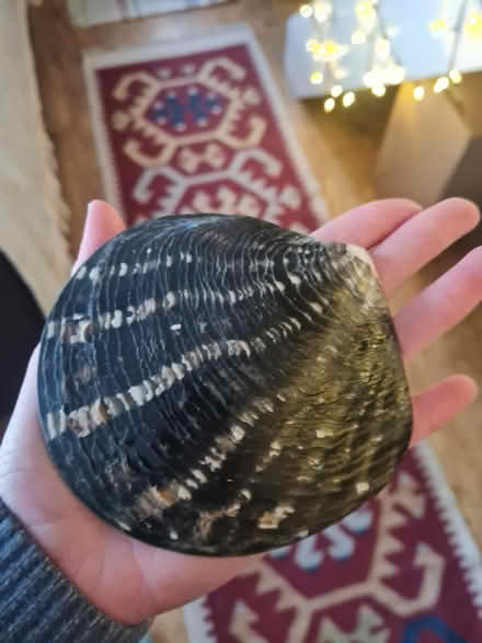 Photo of free Engraved shell from New Zealand (Wokingham RG40) #2