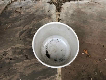 Photo of free White plant pot (Essex Road N1) #2