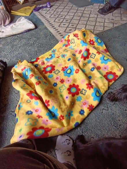 Photo of free 2 pieces of bright fleece fabric (Abingdon OX14) #3