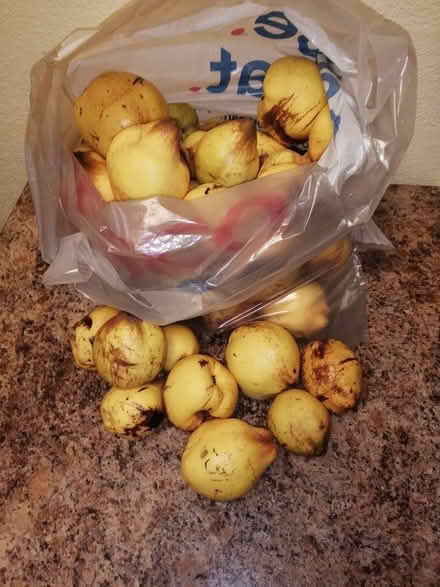 Photo of free Large bag of Quinces (chingford) #1