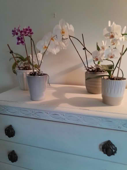 Photo of free Orchid plants (Southsea PO5 1HW) #1