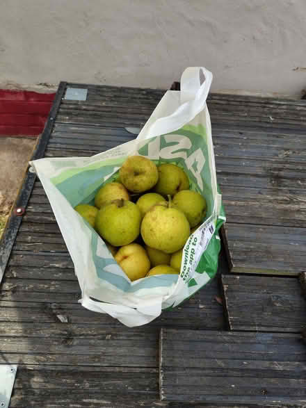 Photo of free Asian Pears - Last Chance! (CT12) #1