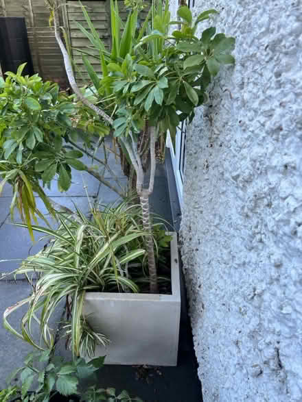 Photo of free Indoor plants (Hitchin Herts) #3