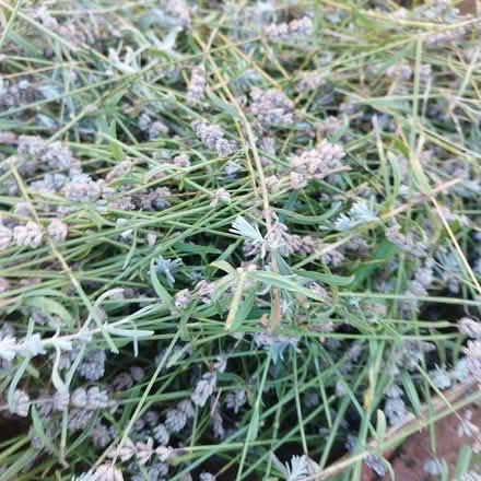 Photo of free Freshly cut lavender (Hurst Golf Course RG41) #2