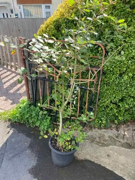 Photo of free Two trees (goat willow & field maple) in pots (Lightpill GL5) #1