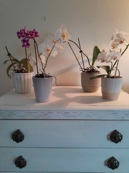 Photo of free Orchid plants (Southsea PO5 1HW) #2