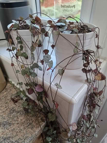 Photo of free Plants (Bootle L20) #1