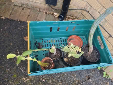 Photo of free Various cacti (Liphook GU30) #2