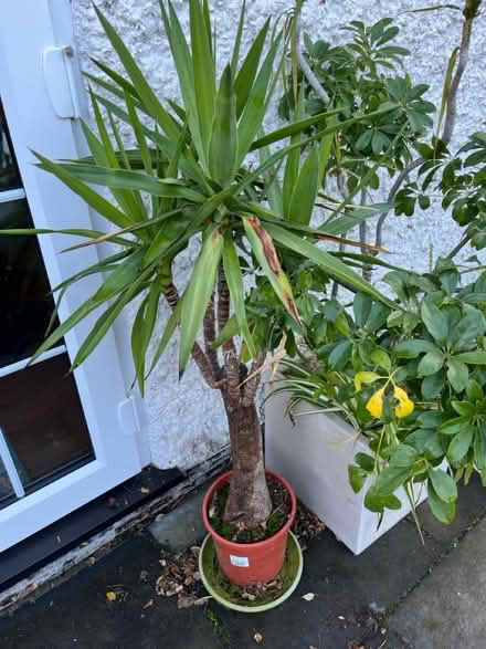 Photo of free Indoor plants (Hitchin Herts) #4