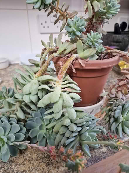 Photo of free Plant (Bootle L20) #1