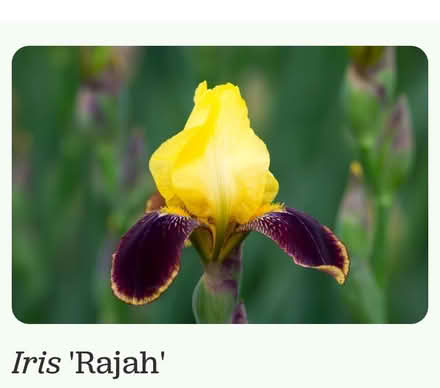 Photo of free Perennials - Iris Rajah (Derry and Tenth Line) #1