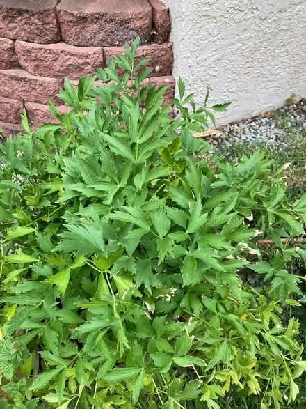 Photo of free Lovage Herb Seeds (Near Eubank Costco) #1