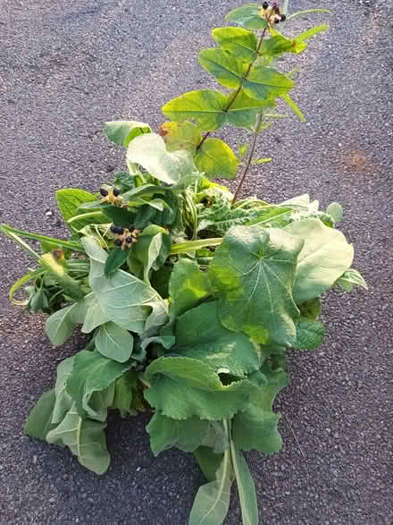 Photo of free Seedlings (Hockley Port B18) #3