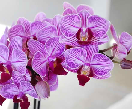 Photo of free orchid (Central Preston PR2) #1