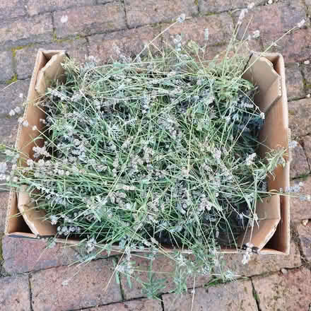 Photo of free Freshly cut lavender (Hurst Golf Course RG41) #1