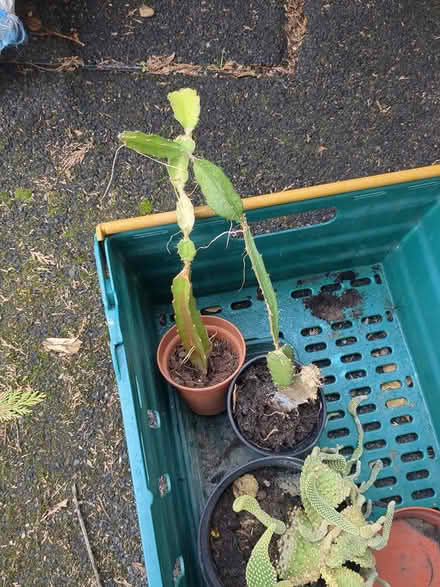 Photo of free Various cacti (Liphook GU30) #4
