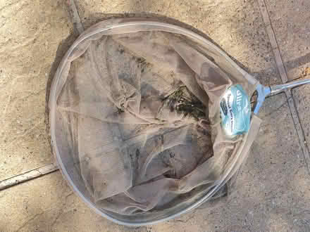 Photo of free Large pond net (Derby DE24) #2