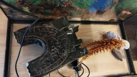 Photo of free Fish tank (Albany park DA14) #2